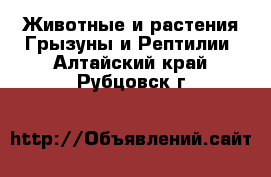 Животные и растения Грызуны и Рептилии. Алтайский край,Рубцовск г.